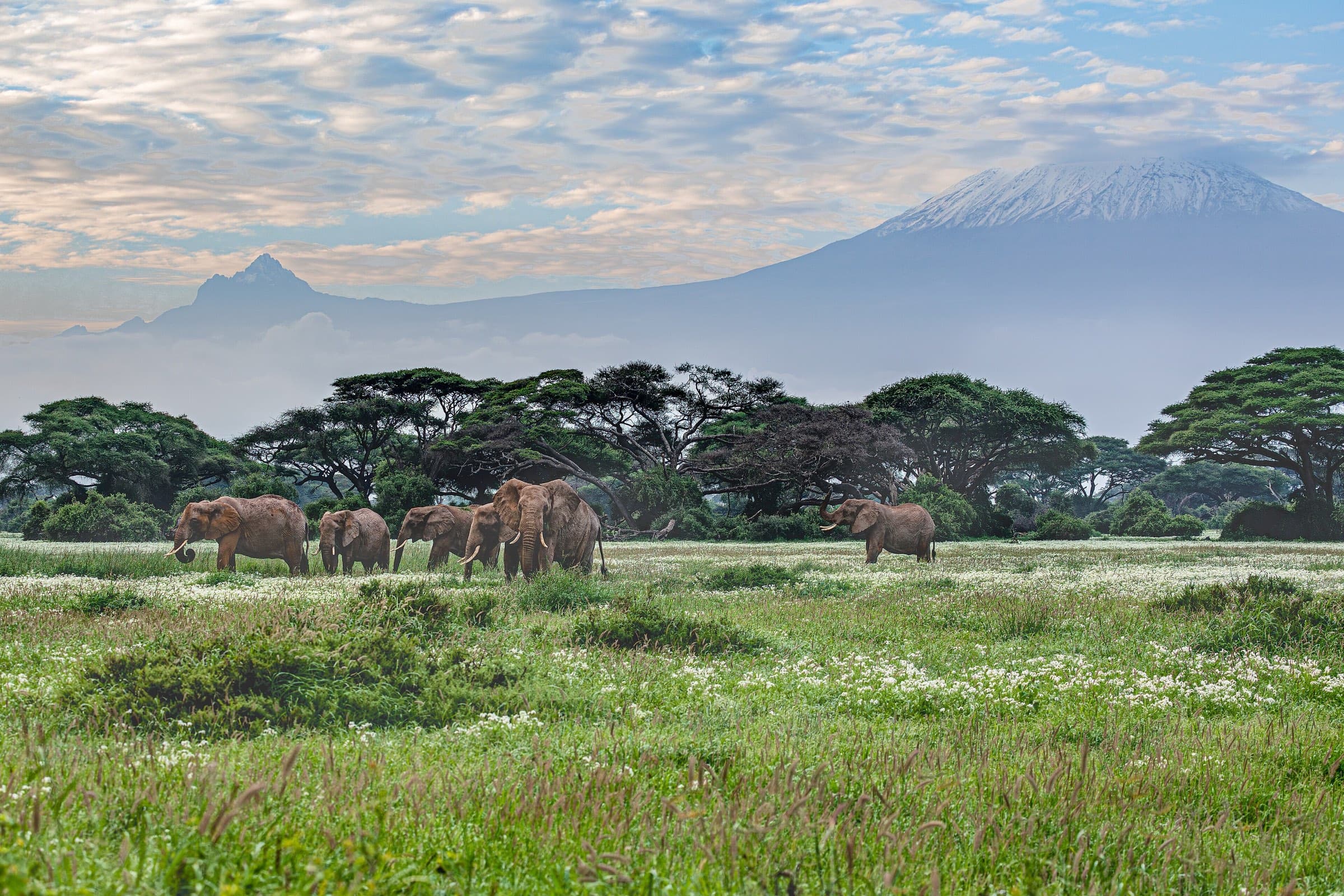 Elephants crossing green savannah beneath snow-capped Mount Kilimanjaro, Amboseli, Kenya