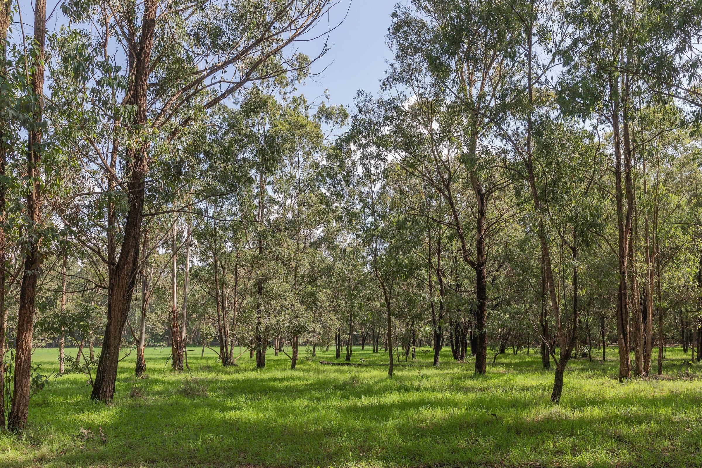 Sunlit tall trees in Karura Forest, an urban forest within Nairobi, Kenya