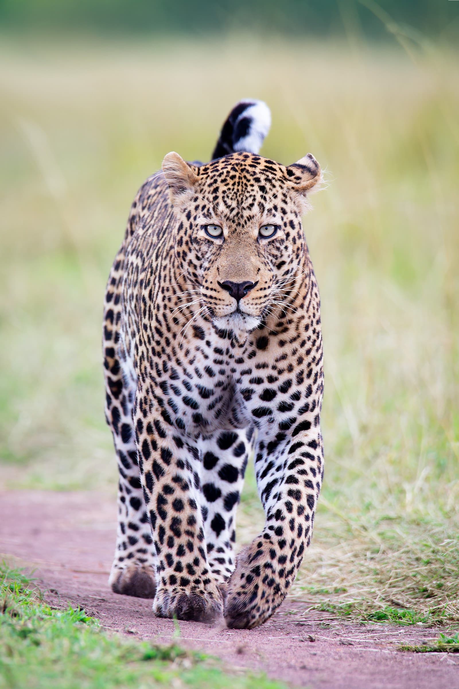A male leopard walking toward the camera through the grasslands of the Maasai Mara